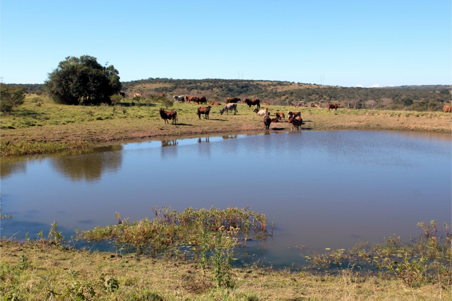 5 Bedroom Property for Sale in Mooiplaas Eastern Cape